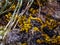 Witches Butter Fungi Macro View