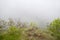 Witches\' Dance Floor, Harz Mountains