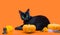 A Witches Familiar black kitten sitting on an altar surrounded by Halloween decorations and charms