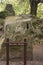 Witches Stone at the Rock Close, Blarney Castle and Grounds