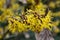 Witchhazel Hamamelis x intermedia Nina pure yellow flowers in close-up