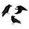 Witchy Crows Vector Illustration Mystic Familiar Character