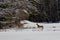 Wite-tailed deer (Odocoileus virginianus) running in a Wisconsin field