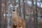 Wite-tailed deer (Odocoileus virginianus) standing alert in springtime