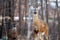 Wite-tailed deer (Odocoileus virginianus) standing alert in springtime