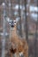 Wite-tailed deer (Odocoileus virginianus) standing alert in springtime