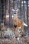 Wite-tailed deer (Odocoileus virginianus) standing alert in springtime