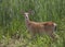 Wite-tailed Deer very young buck odocoileus virginianus