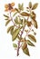 Withania Somnifera, Ashwagandha, Winter Cherry Medicinal Adaptogenic Plant, Abstract Generative AI Illustration