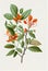 Withania Somnifera, Ashwagandha, Winter Cherry Medicinal Adaptogenic Plant, Abstract Generative AI Illustration