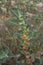 Withania somnifera plant close up
