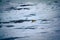 Withe Bear goes into expanses of Arctic ocean