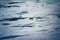 Withe Bear goes into expanses of Arctic ocean