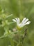 Withe chickweed flower