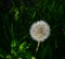 Withe downy dandelion flowers