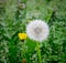 Withe downy dandelion flowers at summer garden