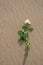 Withe rose alone on the beach