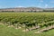 Wither Hills vineyards in Marlborough Region, New Zealand