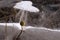 Wither plant like tree with snow heart on Baikal ice, macro