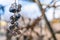 Withered berries of blue grapes hang close-up in the vineyard. Lost harvest. Problems of growing blue grapes