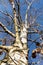 Withered birch in the Czech Republic. Evening light. Sick forest. Drought in the forest. Climate change. Withering trees