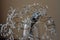 Withered bouquet with small white dry flowers and branches in glass vase against beige wall close up.