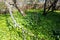 withered branch of apple tree in overgrown yard