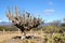 Withered cactus, Mexico