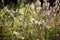 Withered chamois in the autumn field