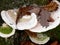 Withered chestnut leaves lie on tree mushroom