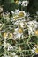 Withered daisies as a background