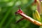 Withered daylily flower in the garden