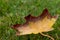 Withered decaying yellow and brown maple leaf on grass