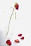 Withered and discolored red rose in glass vase with scattered rose petals