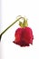 Withered and discolored red rose with hanging head