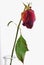 Withered and discolored red rose in vase