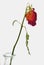 Withered and discolored red rose in vase