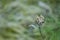 Withered, faded Flower on abstract background