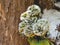 A withered flower against a wooden background