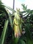 Withered flower of dragon fruit