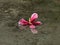 Withered flower on ground water with reflection.