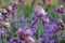 Withered flowers of purple tulips