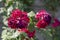 Withered flowers of tea rose or scented rose in the sun