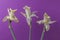 Withered flowers. Three faded narcissus close up. Yellowed daffodils on purple background.