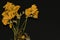 Withered freesia against a black background.