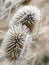 Withered frosty common teasel in winter