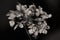 Withered hydrangea flower keeps its beautiful shape