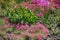 Withered iris flowers surrounded by pink flowers