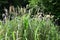 Withered japanese pampas grass.Seasonal background material.