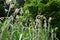 Withered japanese pampas grass.Seasonal background material.